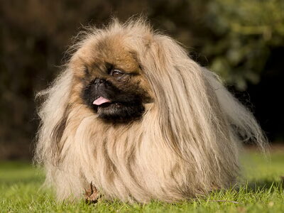 Pekingees