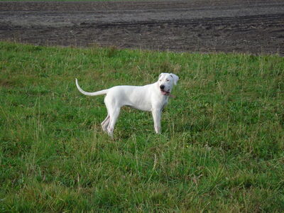 Argentijnse Dog