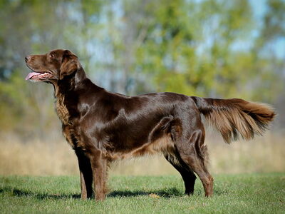 Flatcoated Retriever