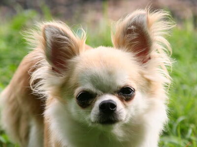 Chihuahua, langhaar