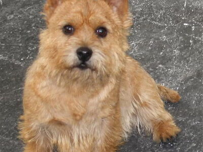 Norwich Terrier