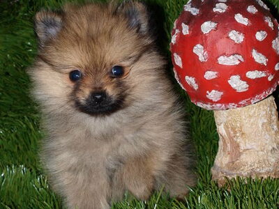 Dwergkeeshond