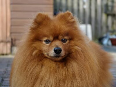 Keeshond, Dwerg