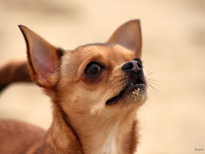 Chihuahua, korthaar