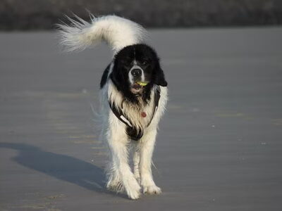 Landseer ECT
