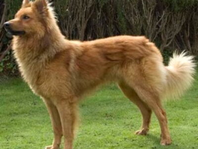 El Perro de Pastor Garafiano