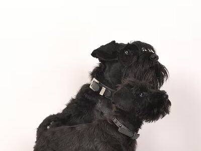 Dwergschnauzer, zwart