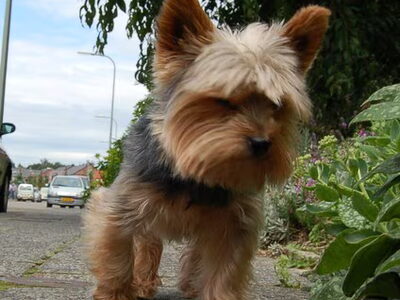 Yorkshire Terrier