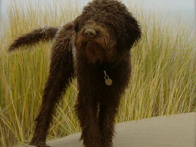 Lagotto Romagnolo