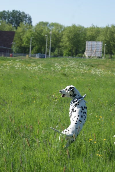 Graancirkels gemaakt met mijn frisbee