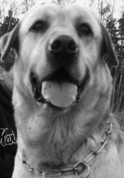 wandelen met Yenzo