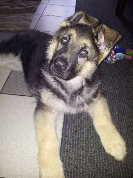 nieuwe puppy