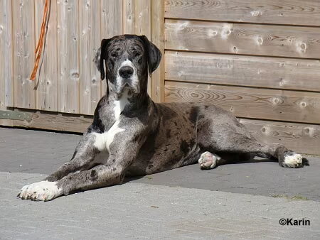 Onze hondjes