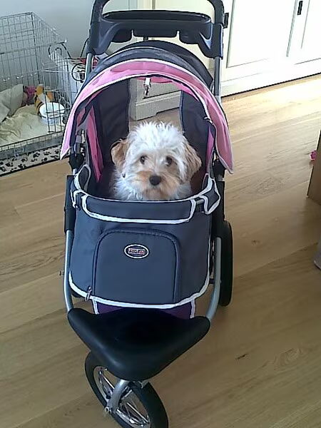 luci