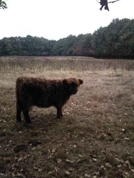 Spannend avontuur in het bos