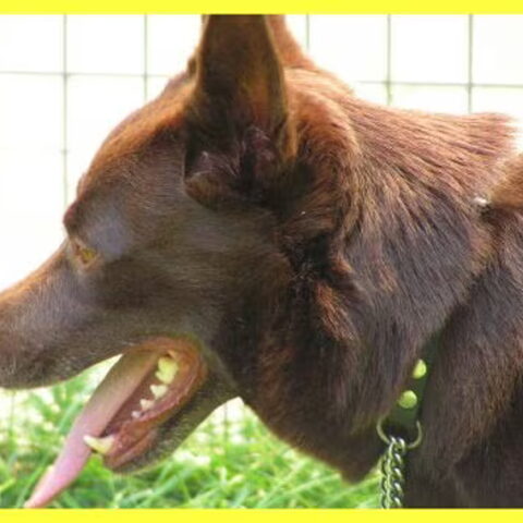 Australian Kelpie