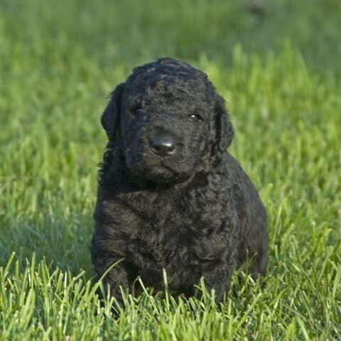 Curly Coated Retriever