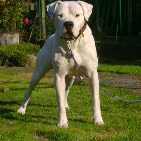 Dogo Argentino