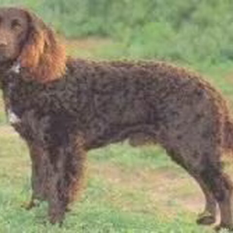 Duitse Wachtel (Kwartelhond)