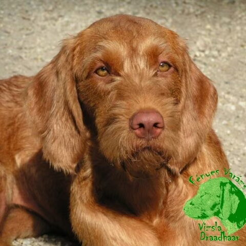 Vizsla (Hongaarse staande hond)