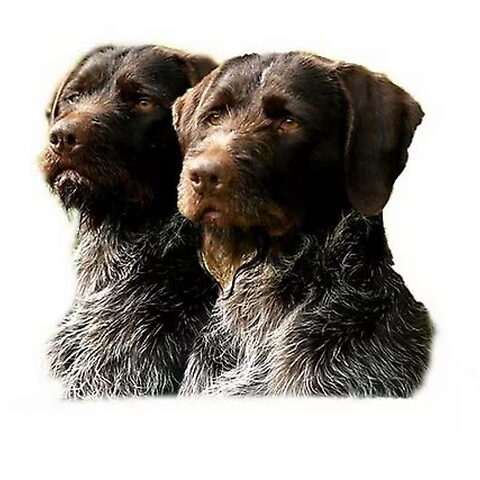 Duitse Staande Hond, Draadhaar