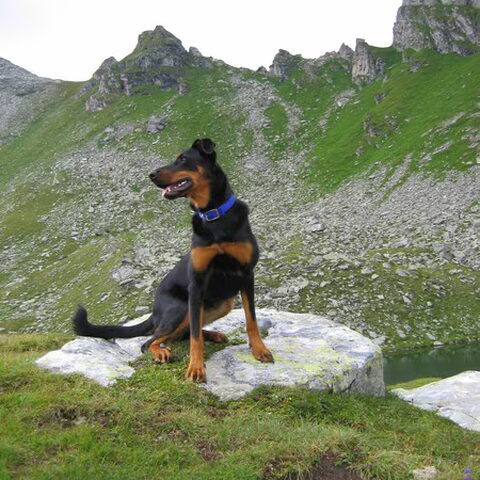 Beauceron