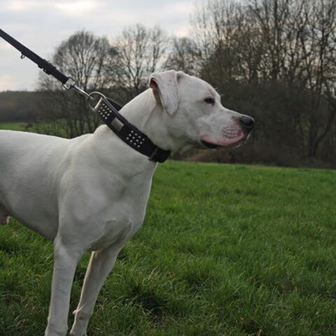 Dogo Argentino
