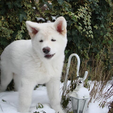 Japanse Akita