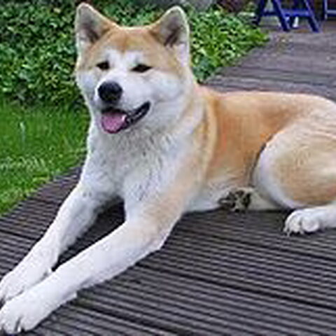 Japanse Akita