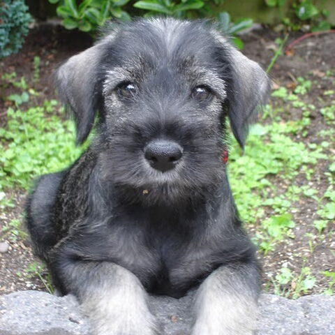 Schnauzer