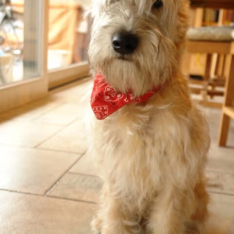 Irish Softcoated Wheaten Terriër