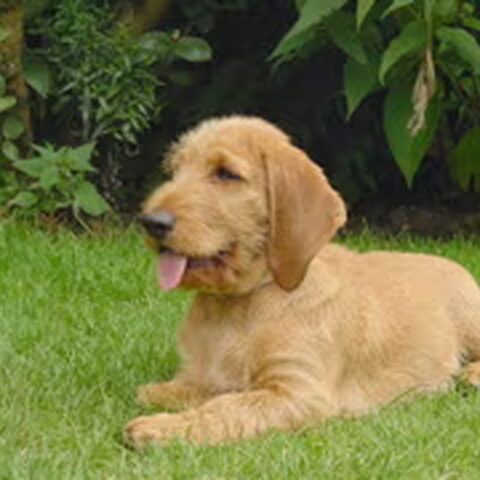 Basset Fauve de Bretagne