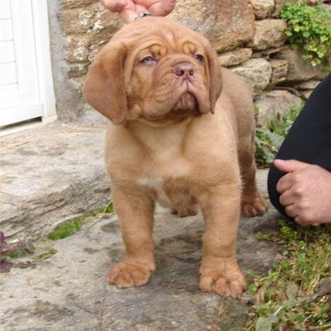 Bordeauxdog