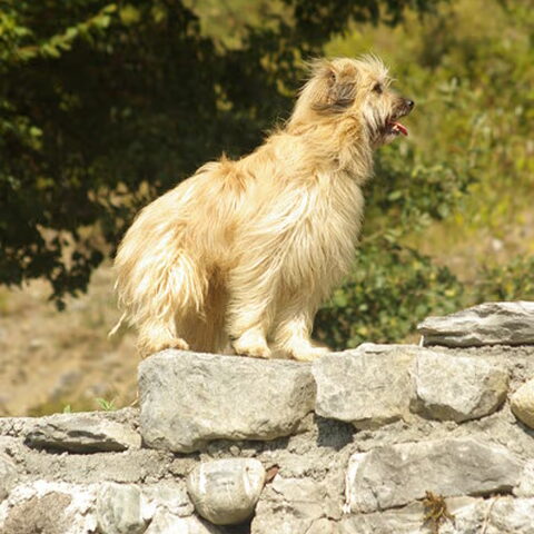 Pyrenese Herdershond