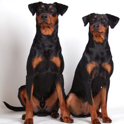 Duitse Pinscher