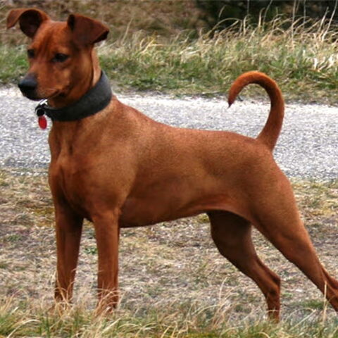 Duitse Pinscher