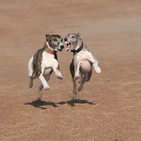Whippet