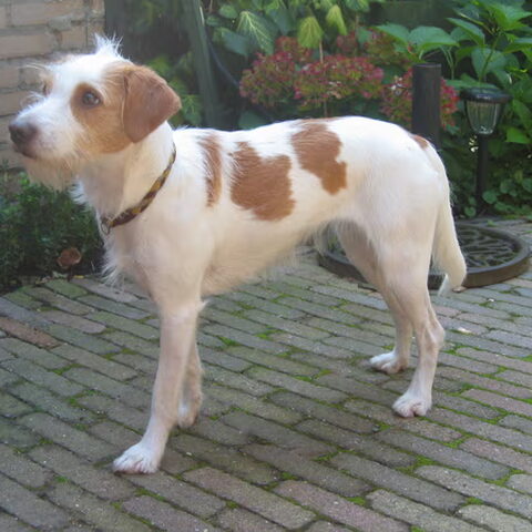 Kromfohrlander