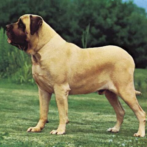 Old English Mastiff