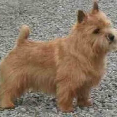 Norwich Terrier