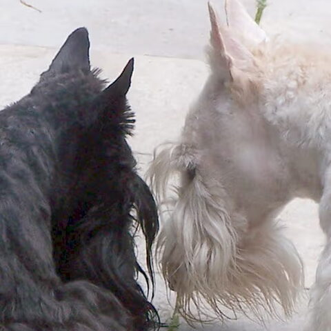 Schotse Terrier