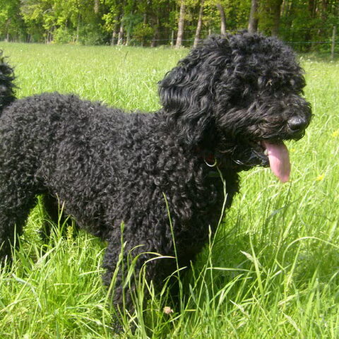 Perro de Agua Espagnõl