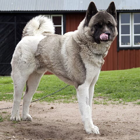 Great Japanese Dog