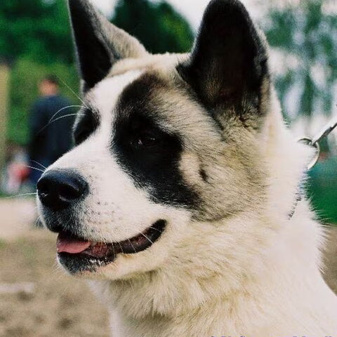 Great Japanese Dog