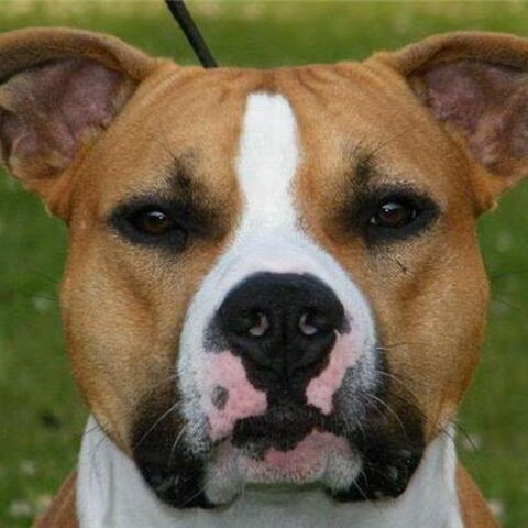American Staffordshire Terrier