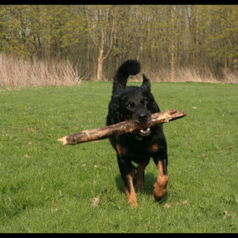 Beauceron