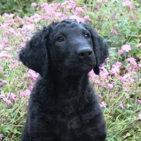 Curly Coated Retriever