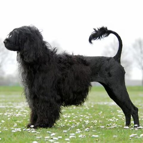 Portugese Waterhond