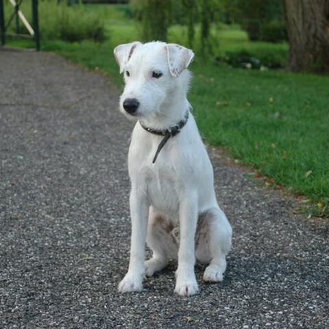 Parson Russell Terriër