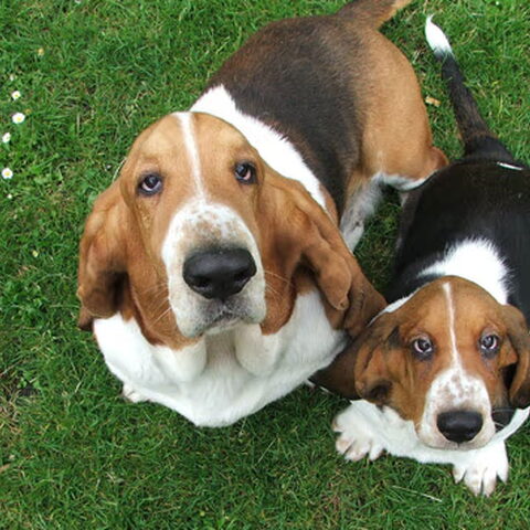 Basset Hound